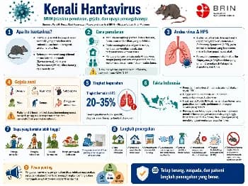 BRIN Imbau Masyarakat Waspadai Hantavirus: Kenali Penularan, Gejala, dan Cara Pencegahannya
